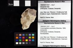 Foto (Objket + Etiketten) von Mesoparapylocheles sp. 